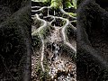 It never rushes…But it never stops eitherStay a little longer#treeroots #waterflowasmr #earthpattern