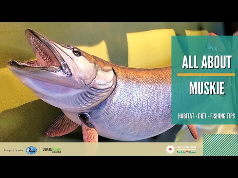 All About Muskie - Identification, Habitat, Spawning, Diet, Age & Size, Fishing Tips