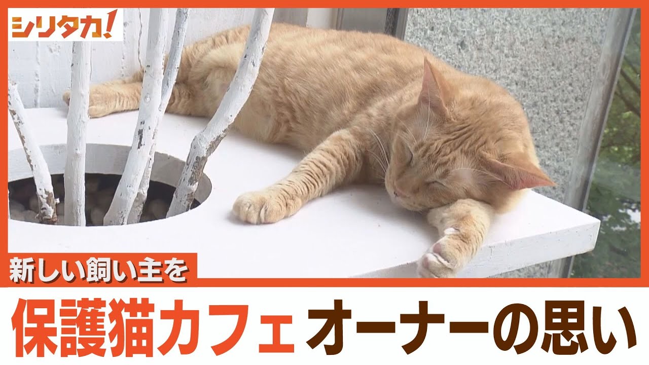 新しい飼い主を…保護猫カフェオーナーの思い【シリタカ！】（2024年10月3日OA）