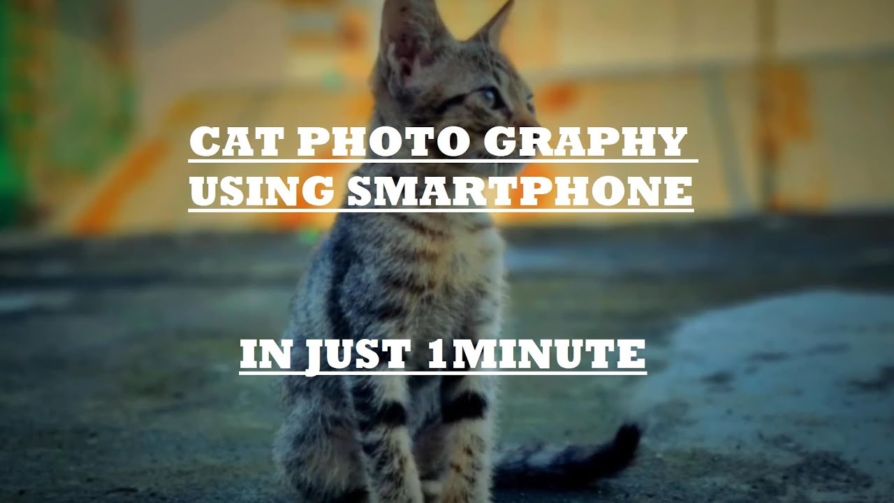 Cat photography using smartphone in just 1minute