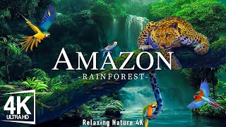 ☆Amazon 4K - The World's largest Tropical Rainforest | Jungle Sounds🎼🎧🎼 | Scenic Relaxation Film