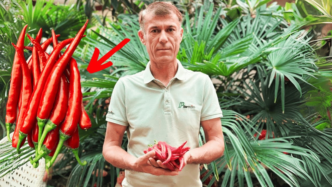 Қилич Қалампирлари Водийда....Qilich Qalampirlari Vodiyda....