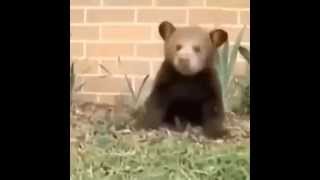 Best Vine Video April 2015 - Heavy Metal Bear