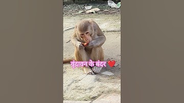 Vrindavan ki Leela 🙏🚩 #song #music #love #monkey