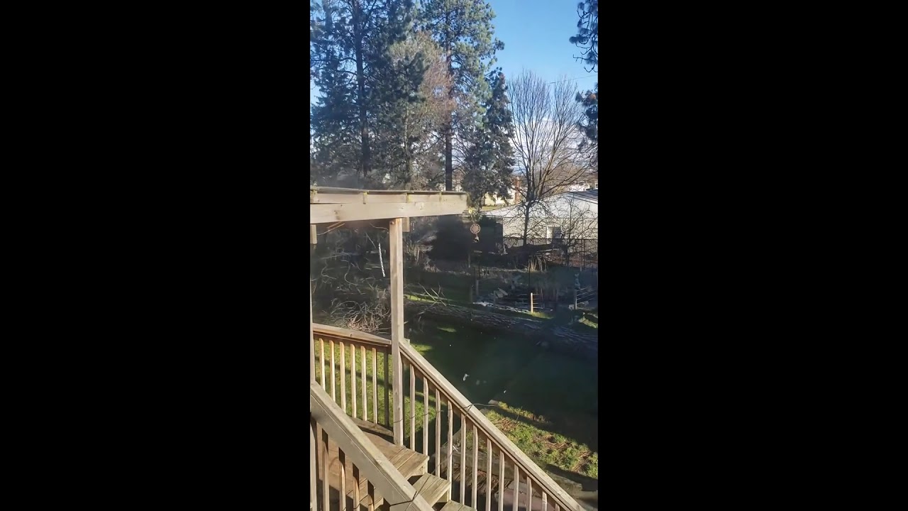 Crash of 100 Foot Pine Tree Caught On Tape! - YouTube