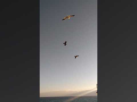 Seagull Shenanigans on the Santa Monica Pier