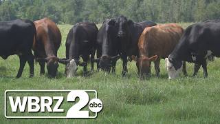 Trump signs proclamation pausing beef tariffs on 300,000 metric tons of lean beef trimmings