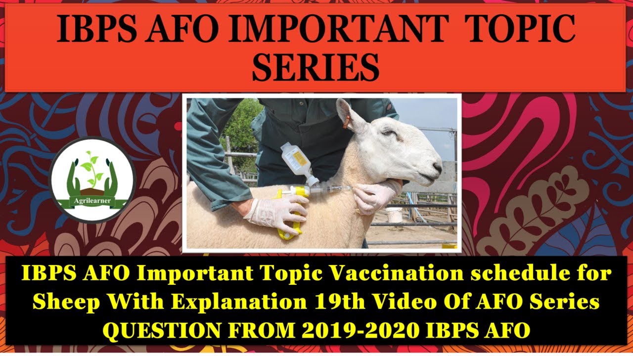 Vaccination Schedule For Sheep IBPS AFO Important Topic With vaccination-schedule-for-sheep-ibps-afo-important-topic-with