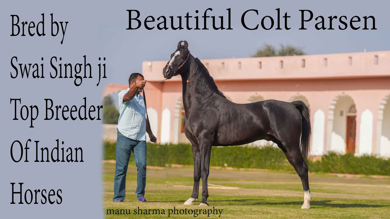 Marwari Horse Parsen from the top breeder of Marwari horses Swai Singh Ji Champawat