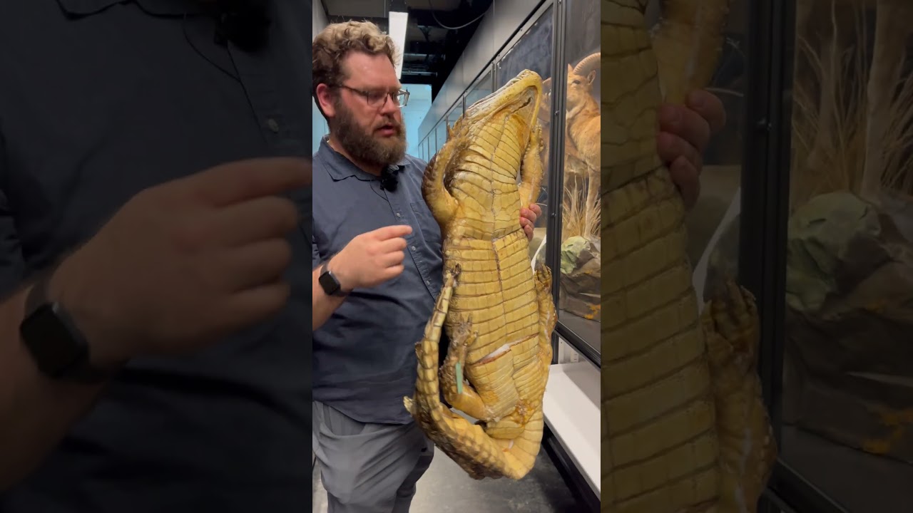 Yacare Caiman, Caiman yacare | Behind the Scenes at the Beaty Biodiversity Museum - UBC #animals