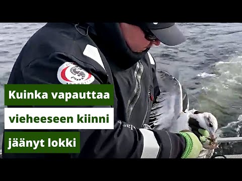 Video: Kuinka Avata Viisumi Tšekin Tasavaltaan