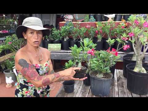 How to care for different size desert roses
