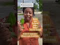 How to Identify BROADLEAF PLANTAIN 🍃🌱 Answering Your Qs!