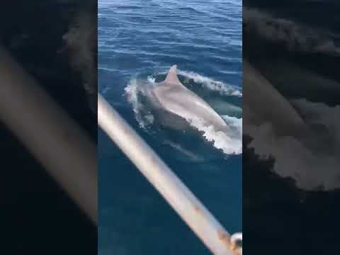 delfini curiosi sud sardegna