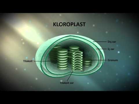 Video: Bir kloroplastın farklı kısımları nelerdir?