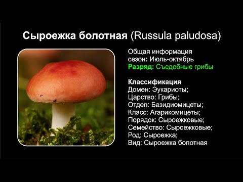 Сыроежка болотная (Russula paludosa)