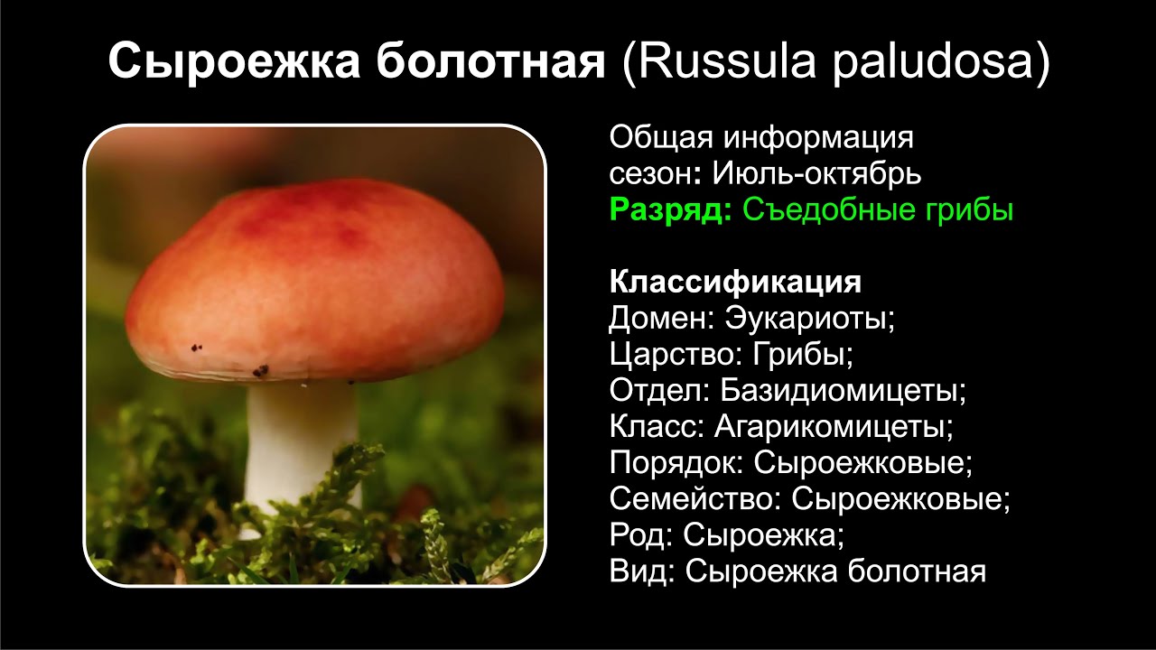 Сезон сбора и советы грибникам