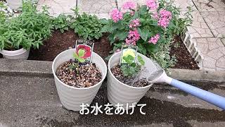 クリスマスローズに魅せられて 44&小さな苗を植えました。