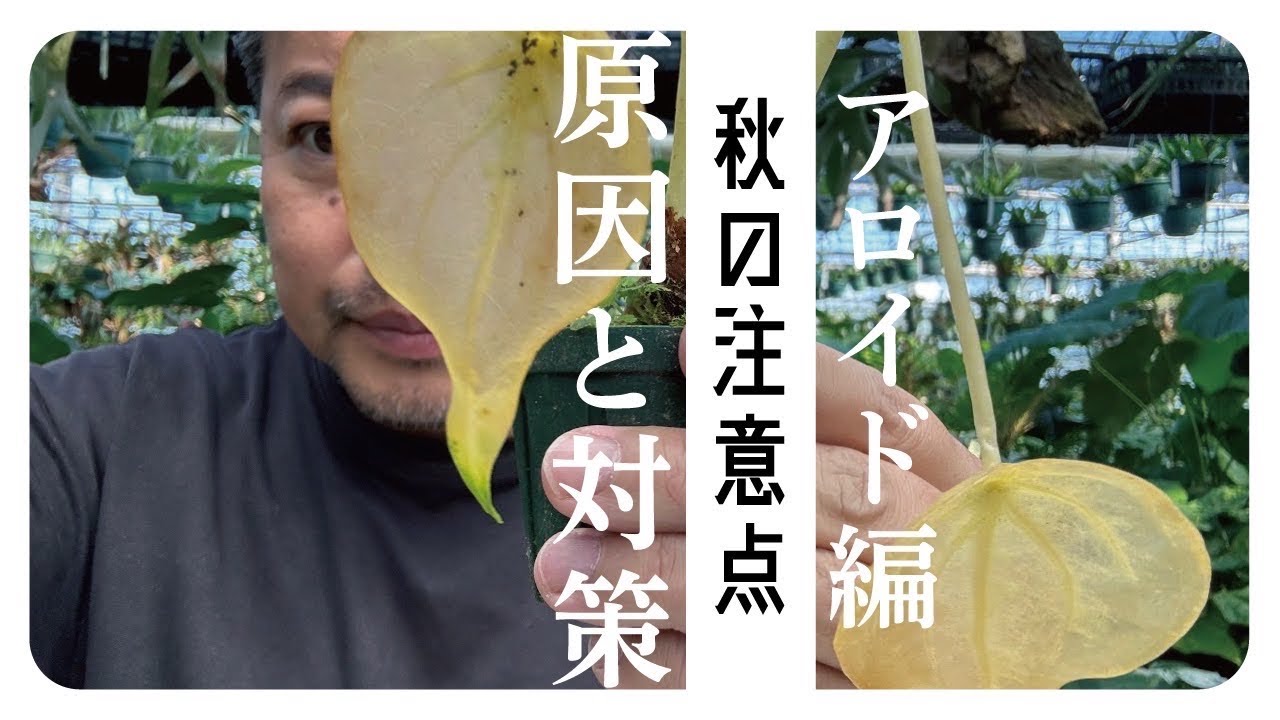 Explaining troubles that occur in autumn‼️Aroid edition - YouTube