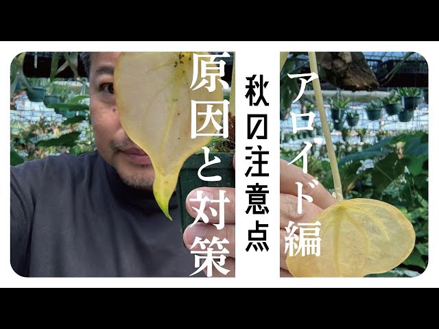 Explaining troubles that occur in autumn‼️Aroid edition - YouTube