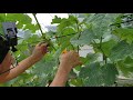 【2年目シャインマスカットの育て方（後編）】袋掛け後の脇芽取り・摘心・枝葉管理・虫害対策(#22)