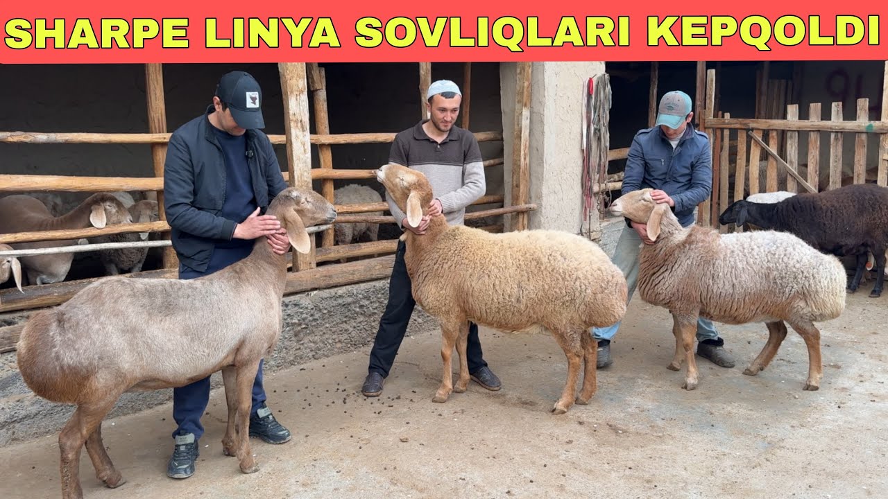 LINYALIK SOVLIQLAR KELDI DAXSHT VELIKANLARIDAN 