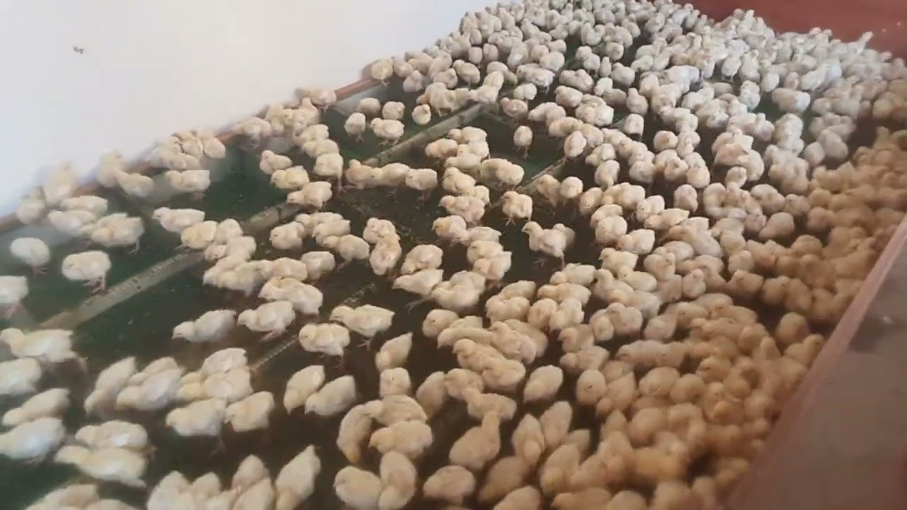 Бройлер дар руйи сетка 