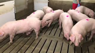 Landrace gilts 19 weeks part 1