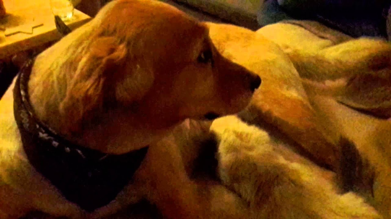 Cat is drinking dog milk... YouTube