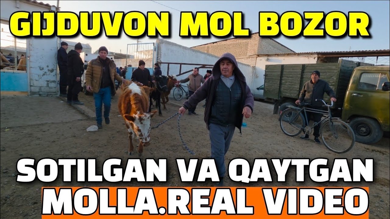БУХОРО ГИЖДУВОН МОЛ БОЗОР СОТИЛГАН ВА КАЙТГАН МОЛЛА РЕАЛЬ ВИДЕО. 