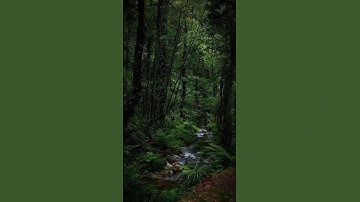 وَتَوَكَّلْ عَلَى الْعَزِيزِ الرَّحِيمِ | سورة الشعراء