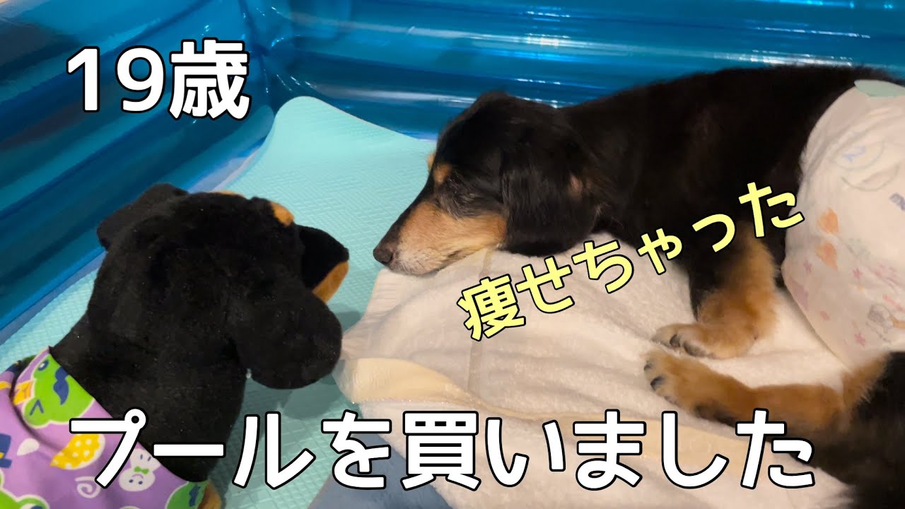 【19歳ダックス】プールを買いました