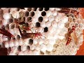 Emergency Wasp Removal | Protect Your Home & Family