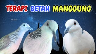 Perkutut Lokal Vs Tekukur Gayer Vs Puter Pelung M3nang1s
