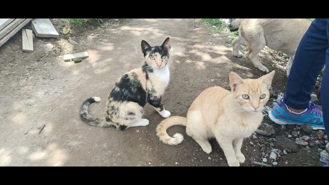 Los gatitos de Antonella Nipas