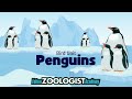 Penguin Exploration Quiz