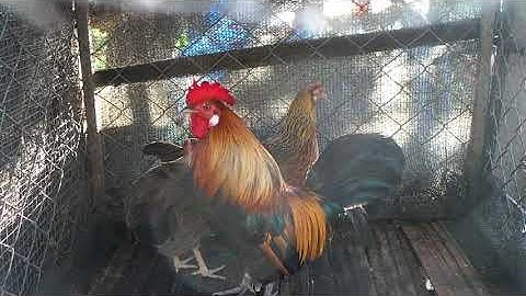 พ่อพันธุ์สายหมานเข้าคู่พร้อมผสม(Qaib dib daj dib tuaj zoo )