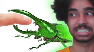 Reacting to Deadliest Insects vs. Finger