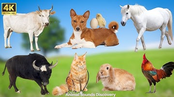 Farm Animal Food : Dog, Sheep, Rabbit, Cat, Buffalo, Chicken, Duck, Pig, Goat - Animal Sounds