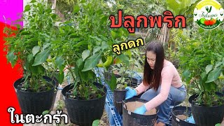 how to plant chilli plants in pots. วิธีปลูกพริกให้ดก เก็บกินได้ตลอดปี
