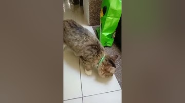 Cat Discovers A Fidget Spinner 😂❤️ #shorts