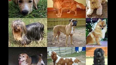 Dog | Wikipedia audio article