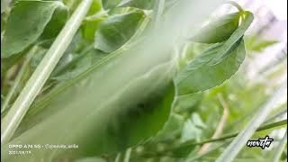 tetep demen karaoke tarling