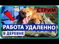 УДАЛЕННАЯ РАБОТА В ДЕРЕВНЕ / МОЙ ОПЫТ