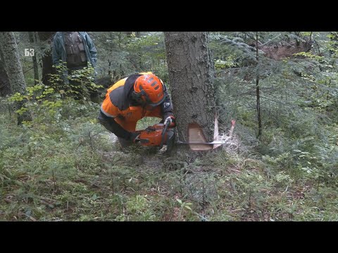 Video: Zatrpavanje Mjesta: Kako Ga Podići Drobljenim Kamenom, Pijeskom I Zemljom? Kako I Kako Ga Ispravno Napuniti Vlastitim Rukama Za Izravnavanje U Zemlji U Nizini?