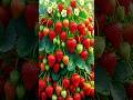 Easy and Fast Techniques to Grow and Multiply Strawberry Plants #garden #fruits #diy