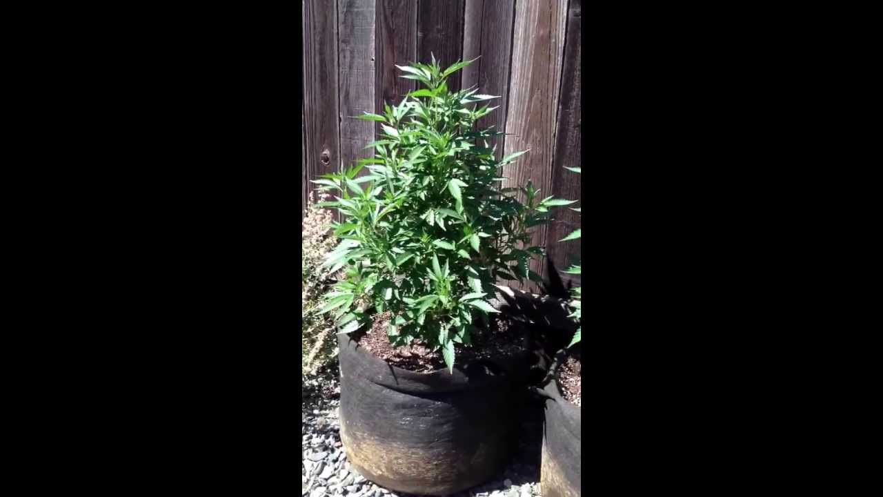 Super grape ape medical grow 2013. 3rd video