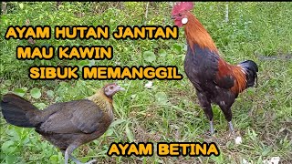 SUARA AYAM HUTAN JANTAN MEMANGGIL BETINA | AYAM JANTAN SIBUK MEMANGGIL BETINA