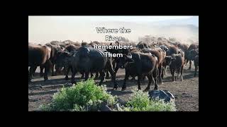 Mara River Crossing Special Film