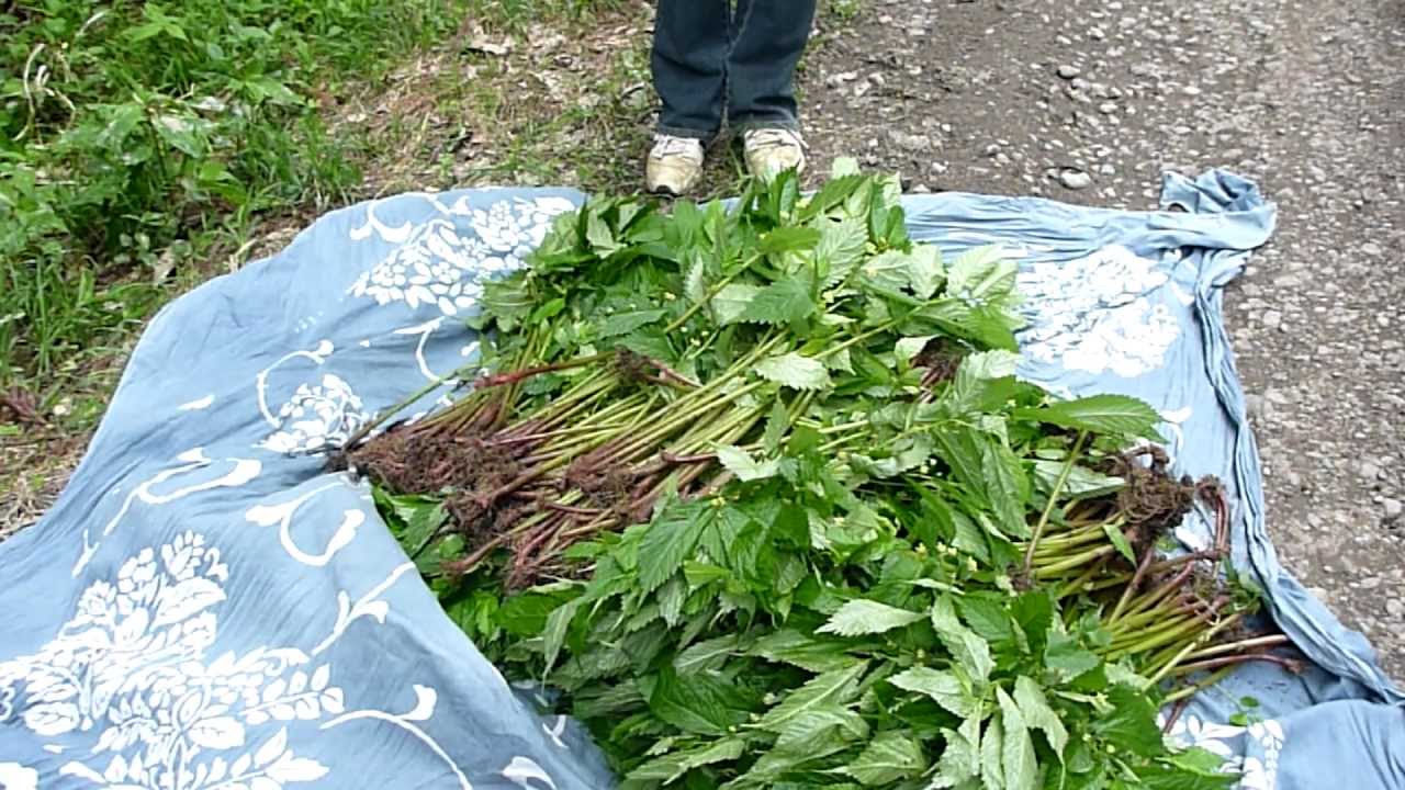 みさこの山菜採り みずなに初挑戦 12 06 01 Youtube